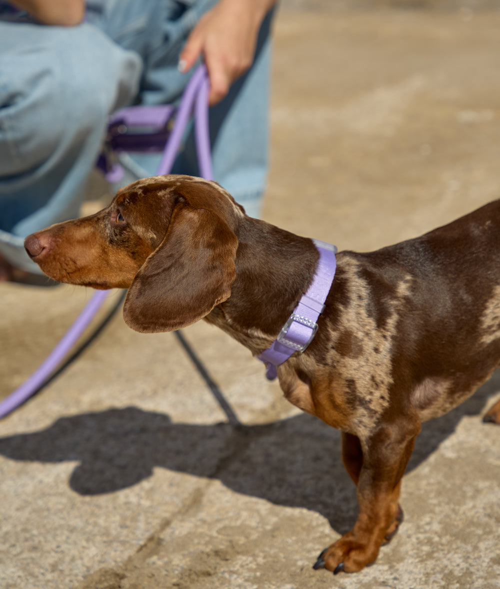 Cafide Collar De Material Reciclado Violeta. Modelo Ona.