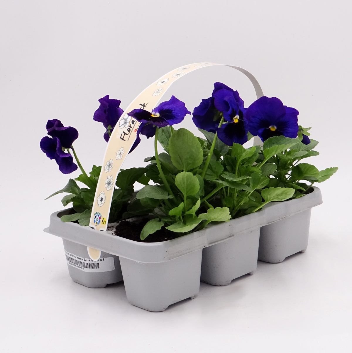 Pack Plantones Pensamiento Azul 6 Ud. Natural - Fitoralia_0