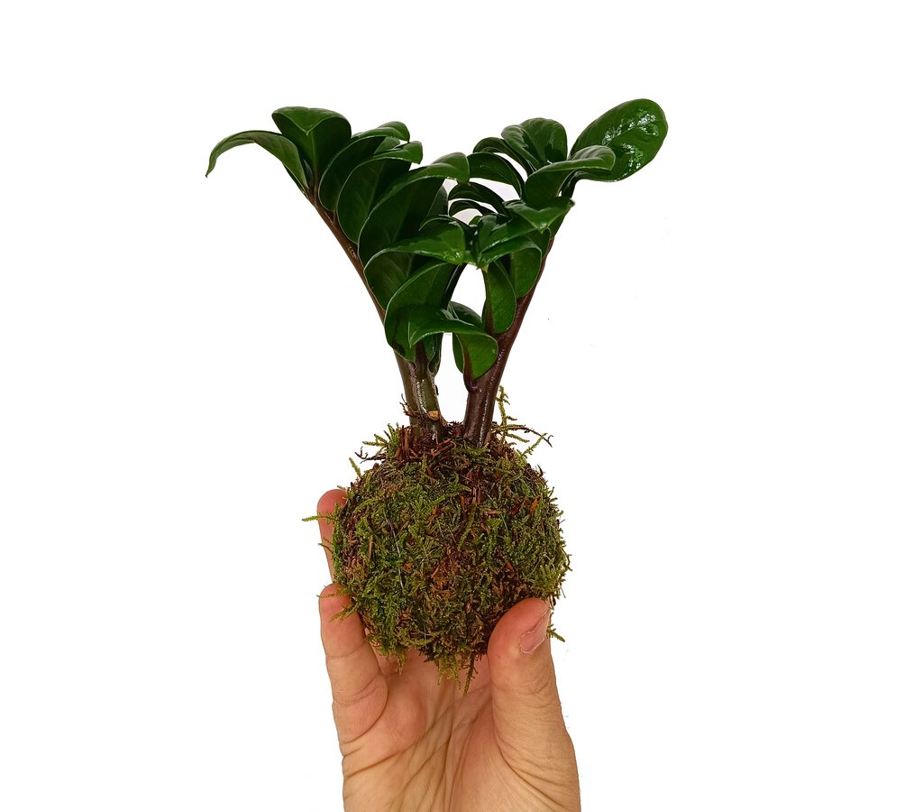 Kokedama Zamioculca Mini
