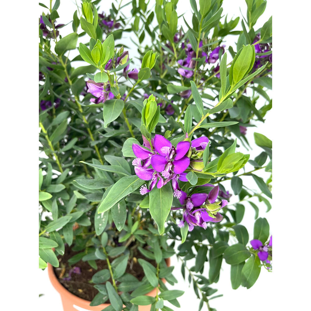 Polygala Myrtifolia M25 70cm (lechera Del Cabo)_1