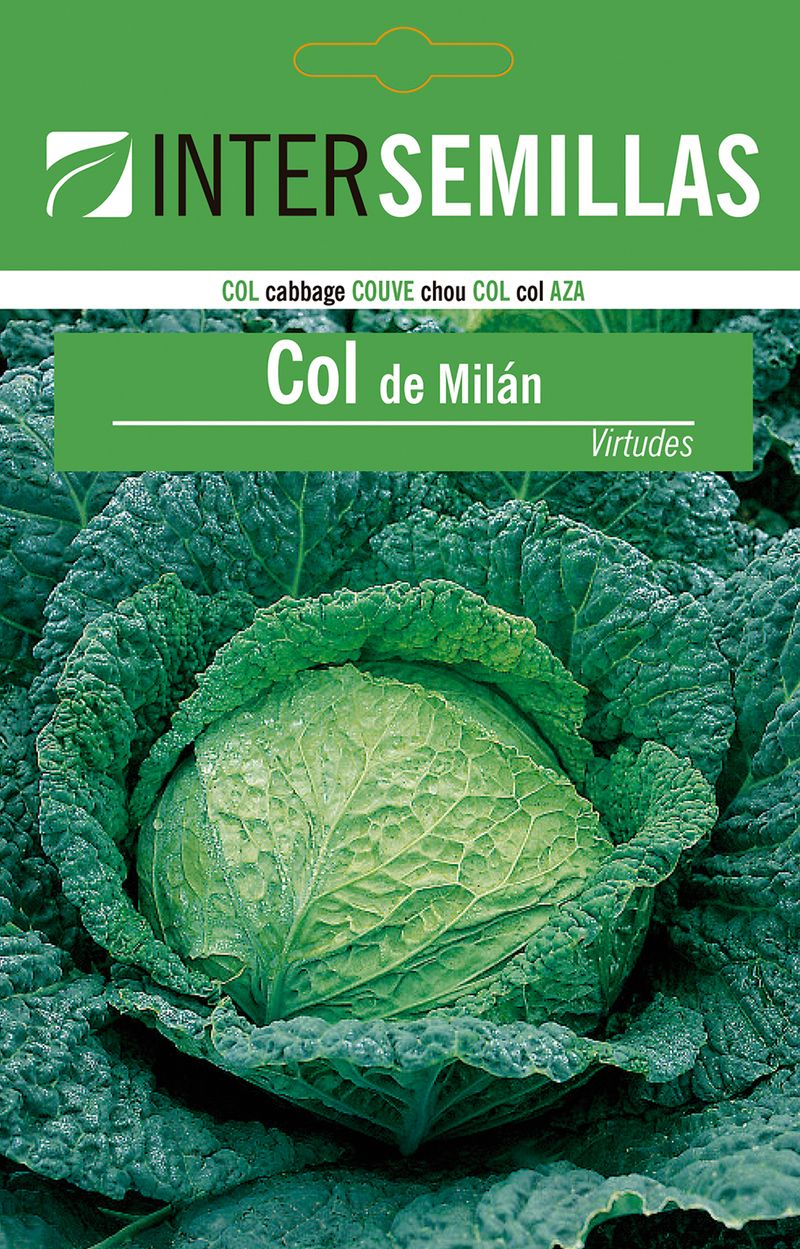 Sobre De Semillas Col De Milan Virtudes