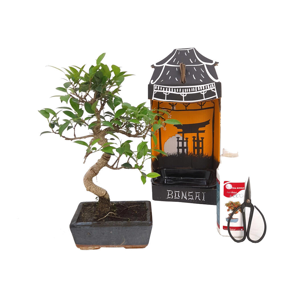 Pack Iniciación Bonsai Ficus Retusa 6 Años Incluye Tijeras Y Abono