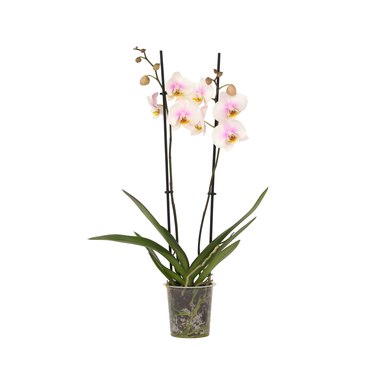Orqídea Phalaenopsis - Phalaenopsis - Altura 50-60cm - ⌀12cm