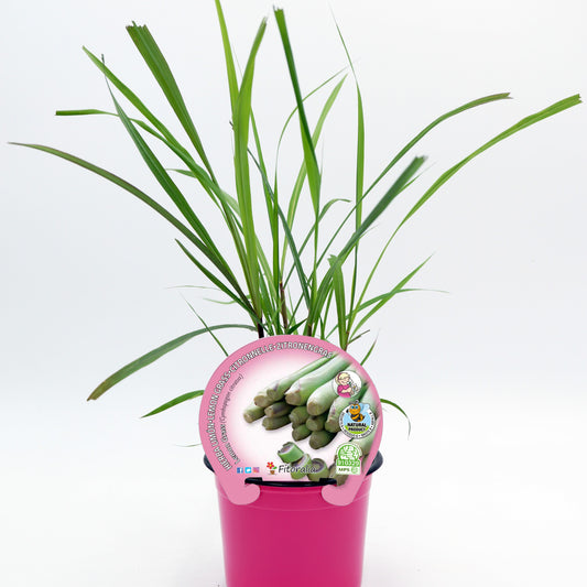 Lemon Grass En Maceta 10,5 Cm. Natural - Fitoralia