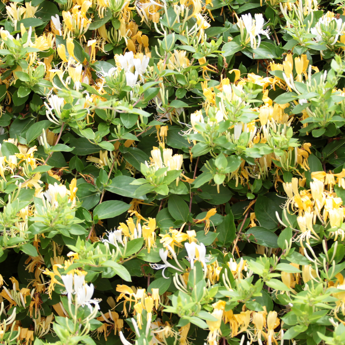 Madreselva - Lonicera Henryi 'copper Beauty' - Altura 110-120cm - ⌀17cm
