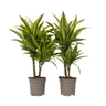 Drácena - 2 Pzs - Dracaena Deremensis 'lemon Lime' - Altura 60-70cm - ⌀17cm