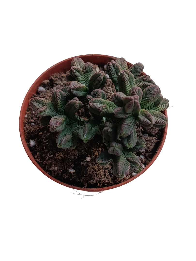 Crassula Piramidalis Planta Suculenta Ø8 Templo De Buda_0