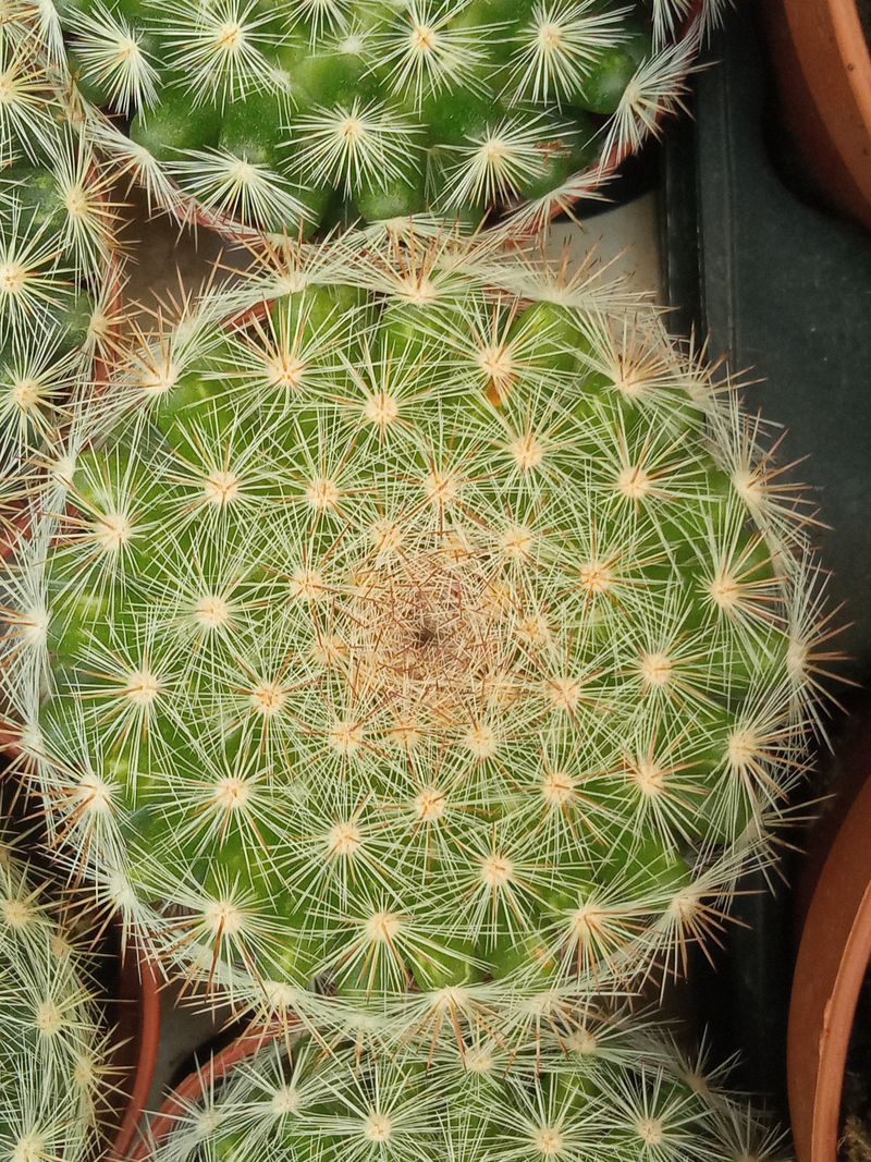 Suculentas Y Cactus Variedad #44 Planta Sin Id