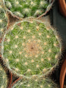 Suculentas Y Cactus Variedad #44 Planta Sin Id