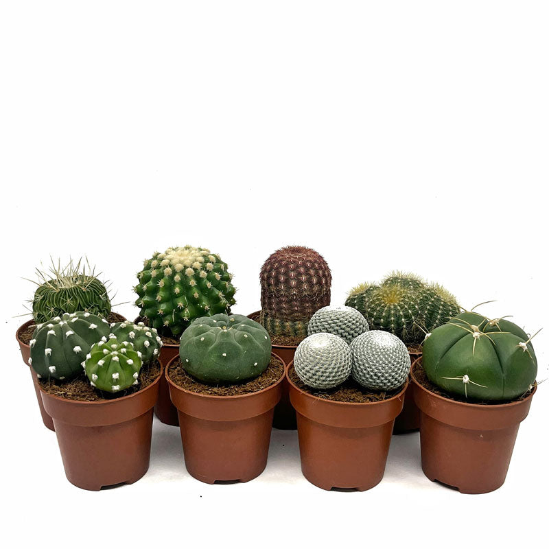 Colección 8 Cactus M8,5 cm Ø_1