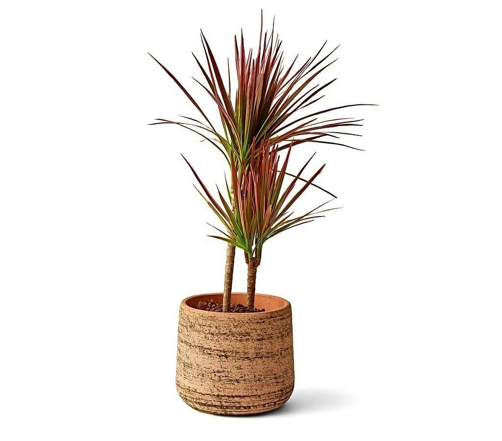 Teraplast Macetero De Plástico Reciclado Murgia 30cm_1