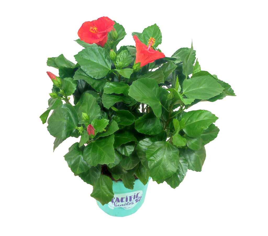 Hibiscus Pacific Beauties M23_1