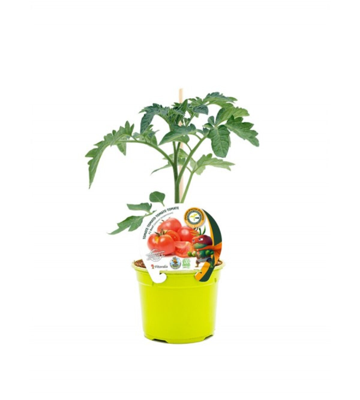 Plantón tomate injertado Beef en maceta 12 cm. natural. - Fitoralia_0