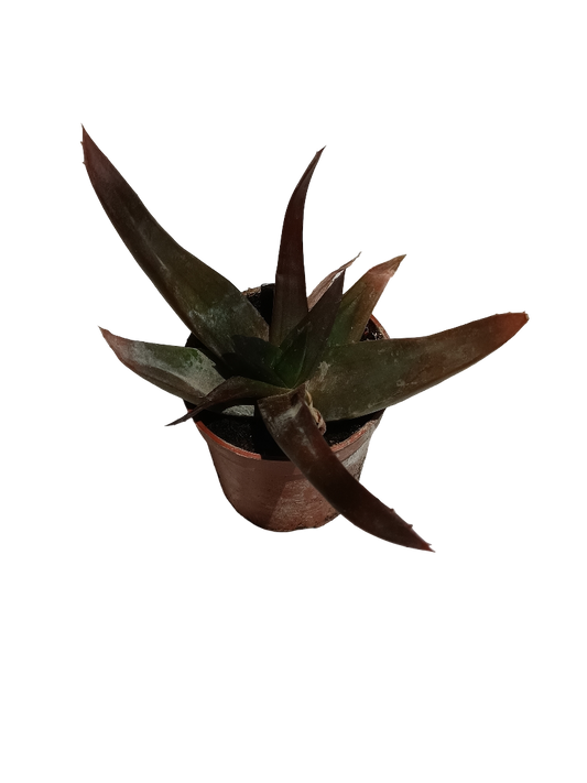 Aloe Black GEM Planta Suculenta de interior Ø5