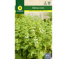 Semillas Albahaca Limón