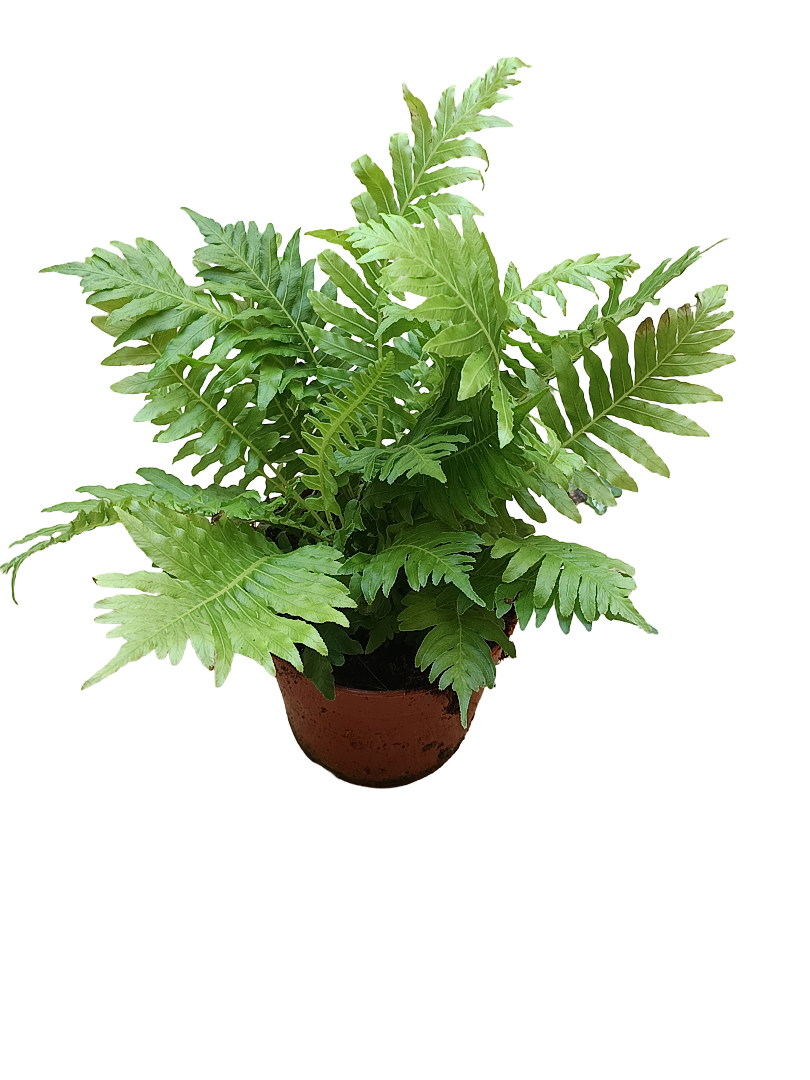 Helecho Silver Lady Planta De Interior Ø10