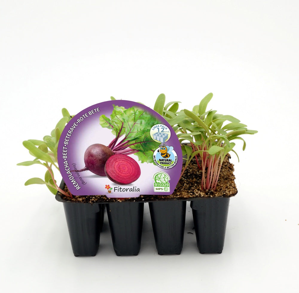 Pack Plantones Remolacha 12 Ud. Natural - Fitoralia_0
