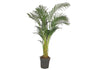 Areca Lutescens M32 190-210cm