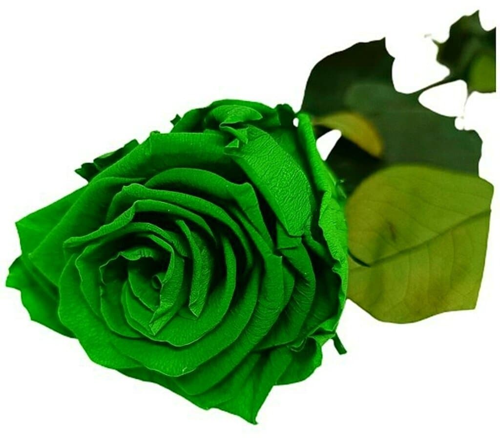 Mundo Eterno Rosa Preservada Verde 25cm