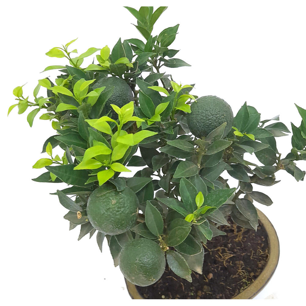 Bonsái Citrus Myrtifolia 10 Años (naranjo Moruno)_2