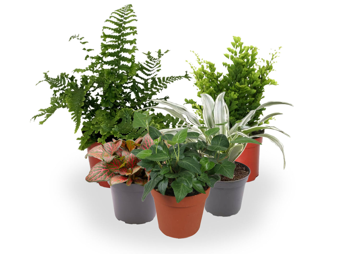 Pack 10 Plantas De Interior M9