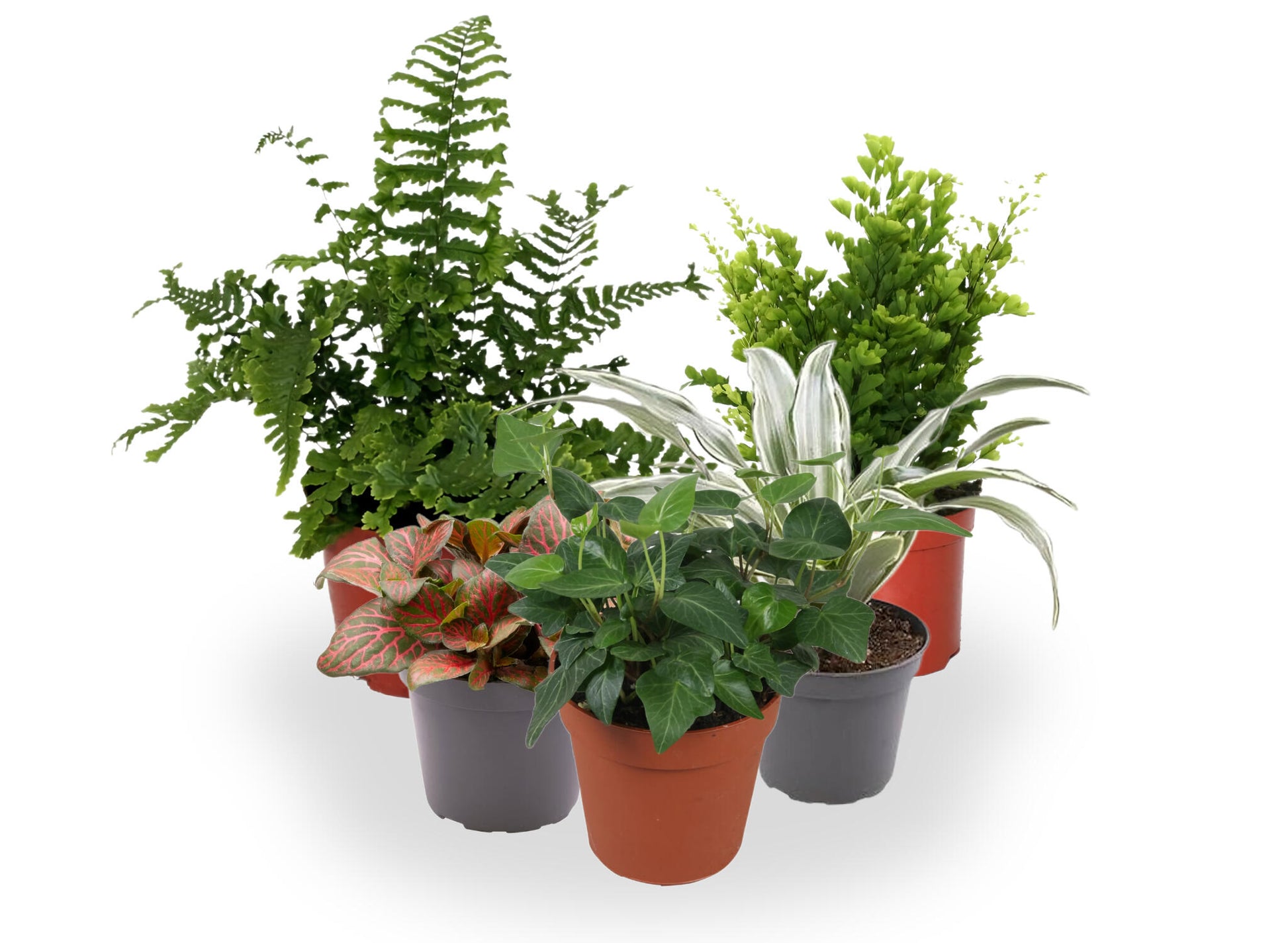 Pack 10 Plantas De Interior M9