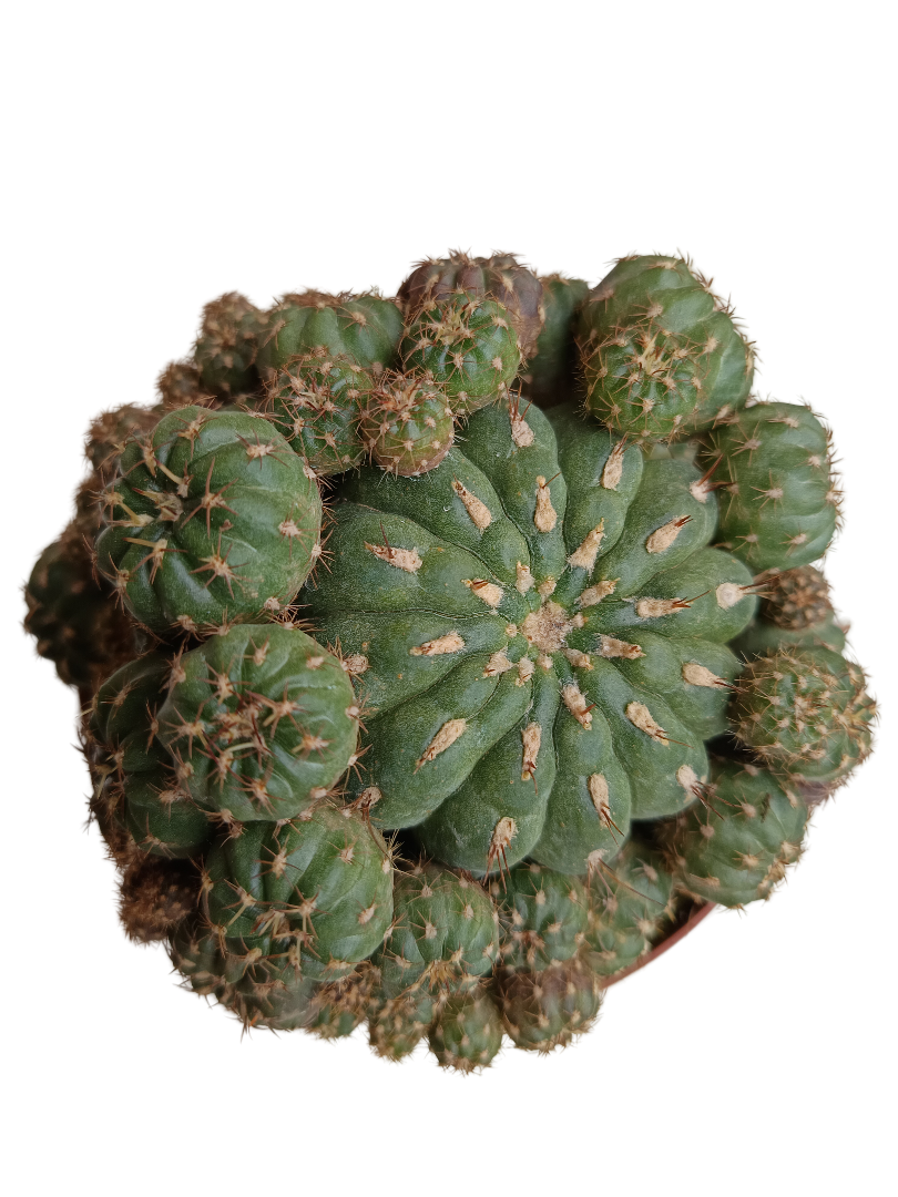 Matucana Polzii Llena De Hijos Planta Suculenta Cactus Ø13