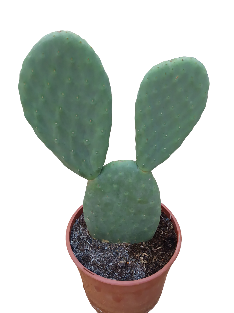 Opuntia Titania Planta De Sol Ø20 Cactus Unico