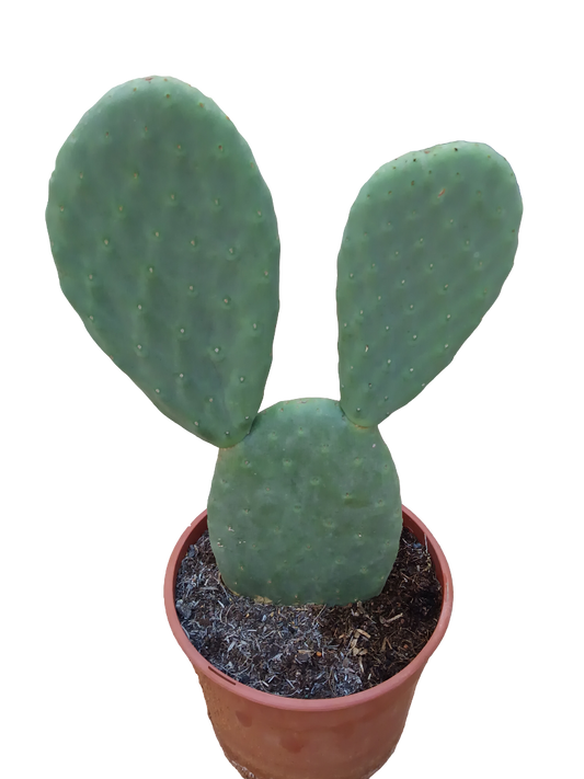 Opuntia Titania Planta De Sol Ø20 Cactus Unico