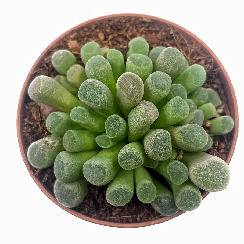 Frithia Pulchra Cactus Y Suculentas