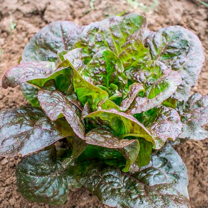 Semillas Lechuga Romana Little Leprechaun Ecológicas