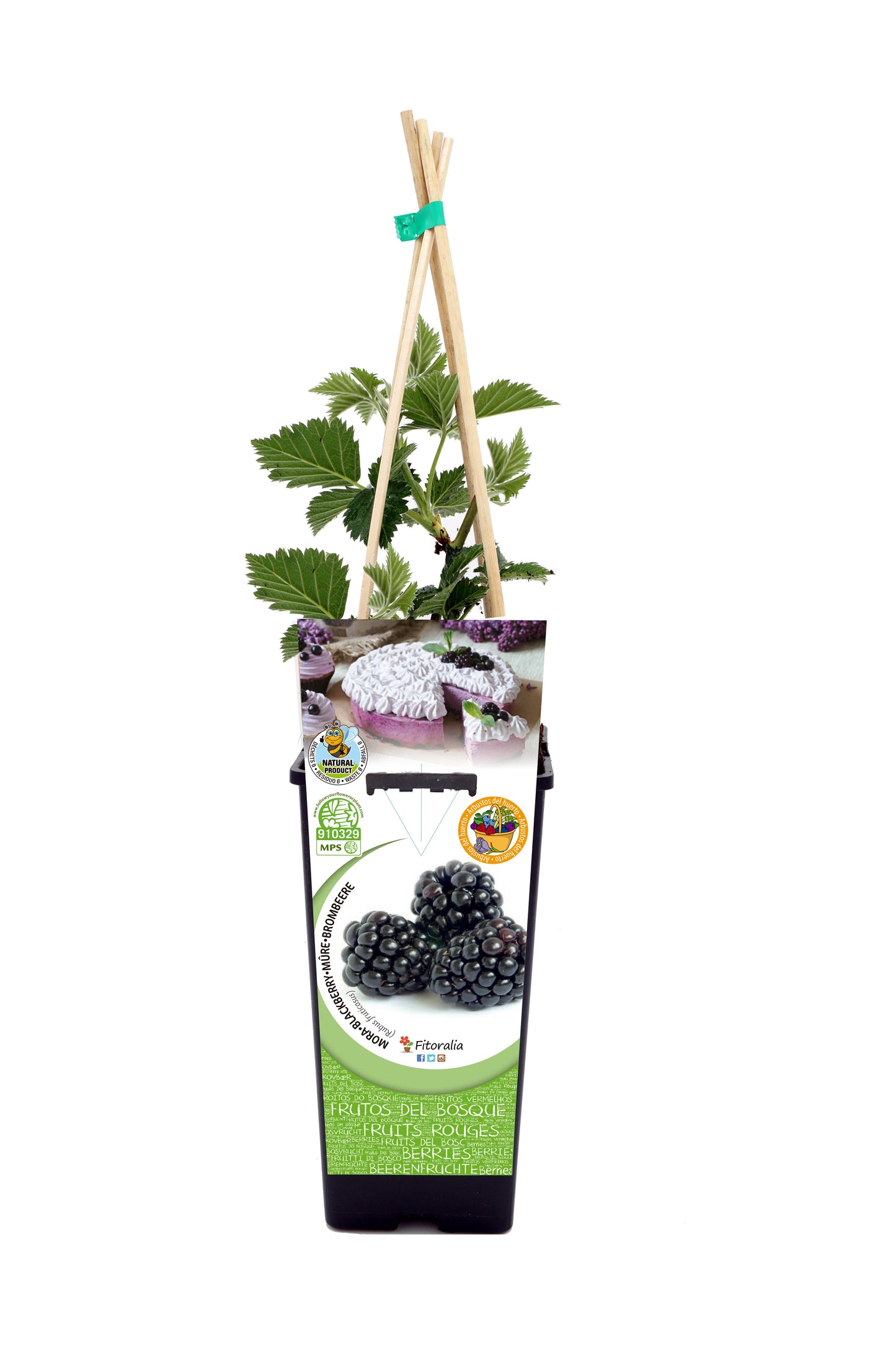 Mora En Maceta 2 L. Natural - Fitoralia