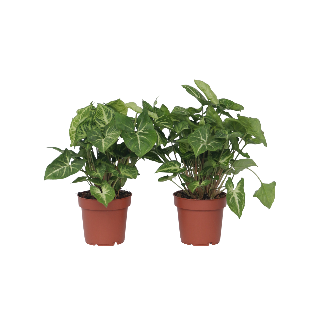 Planta Cabeza De Flecha - 2 Pzs - Syngonium 'pixie' - Altura 25-40cm - ⌀12cm