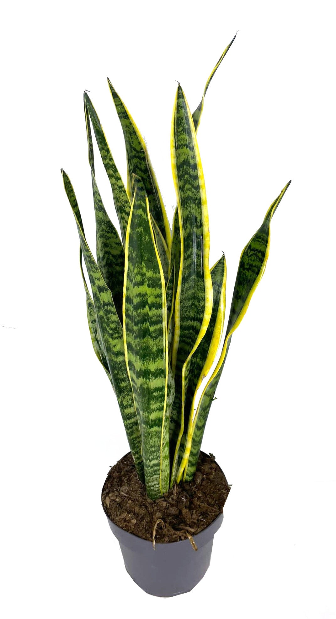 Sansevieria Laurentii M20 55-70cm (lengua De Suegra)