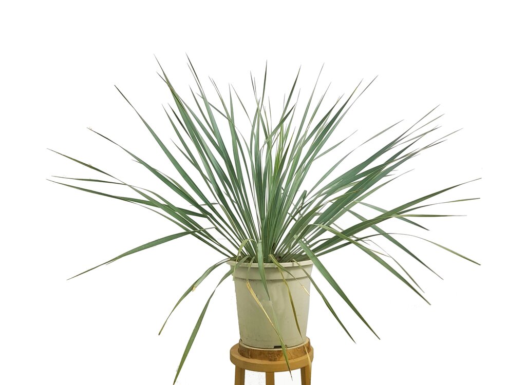 Yucca Rostrata M24 70cm