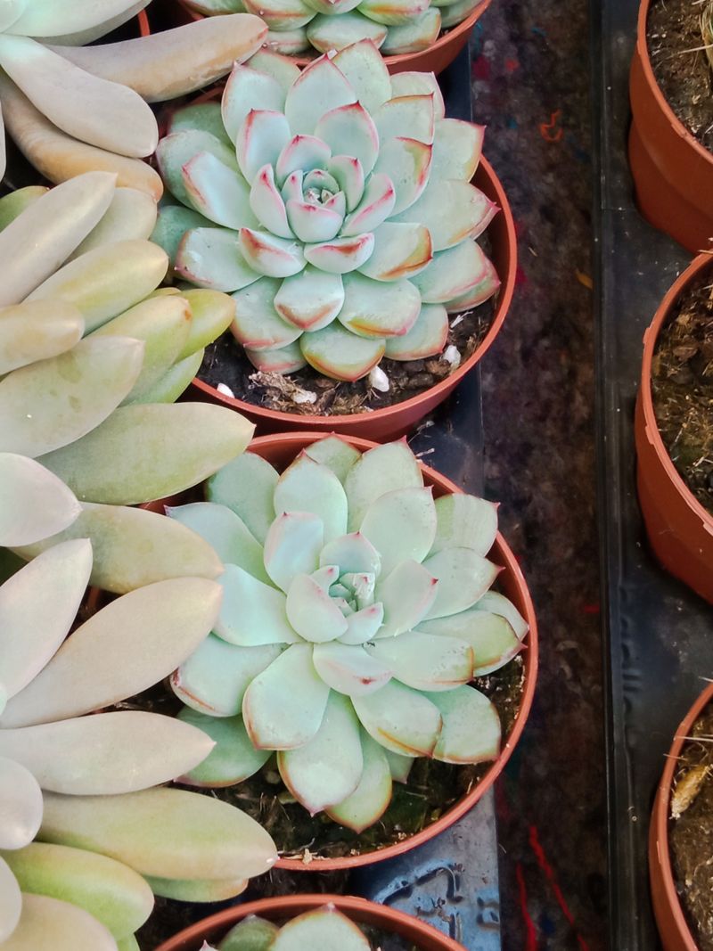 Suculentas Y Cactus Variedad #20 Planta Sin Id