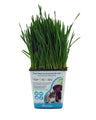 Petgrass. Hierba Para Gatos Natrural En Maceta 1 Litro
