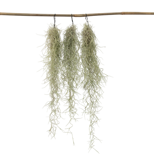 Claveles De Aire - 3 Pzs - Tillandsia Usneoides - Altura 25-40cm - ⌀5cm