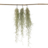 Claveles De Aire - 3 Pzs - Tillandsia Usneoides - Altura 25-40cm - ⌀5cm