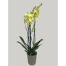 Orquidea Phalaenopsis Yara 2/3 Tallos M12 70cm
