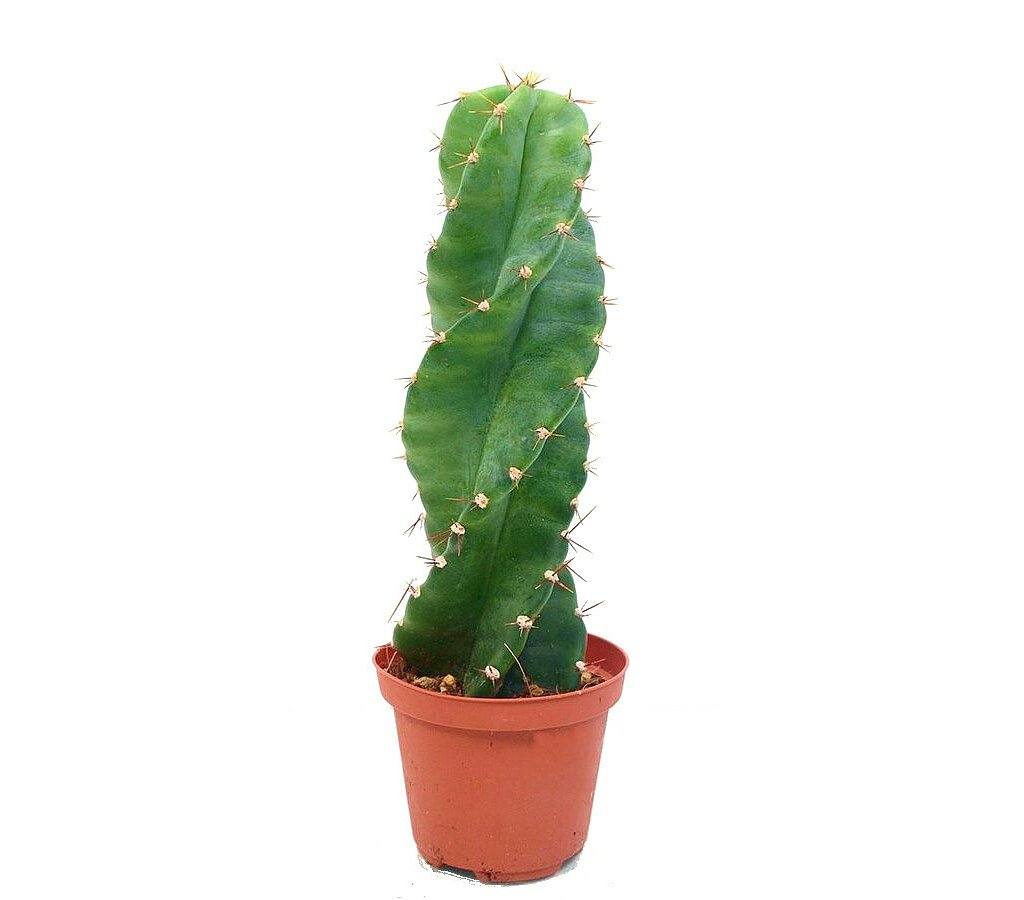 Cereus Forbesi Spirallis M10_0