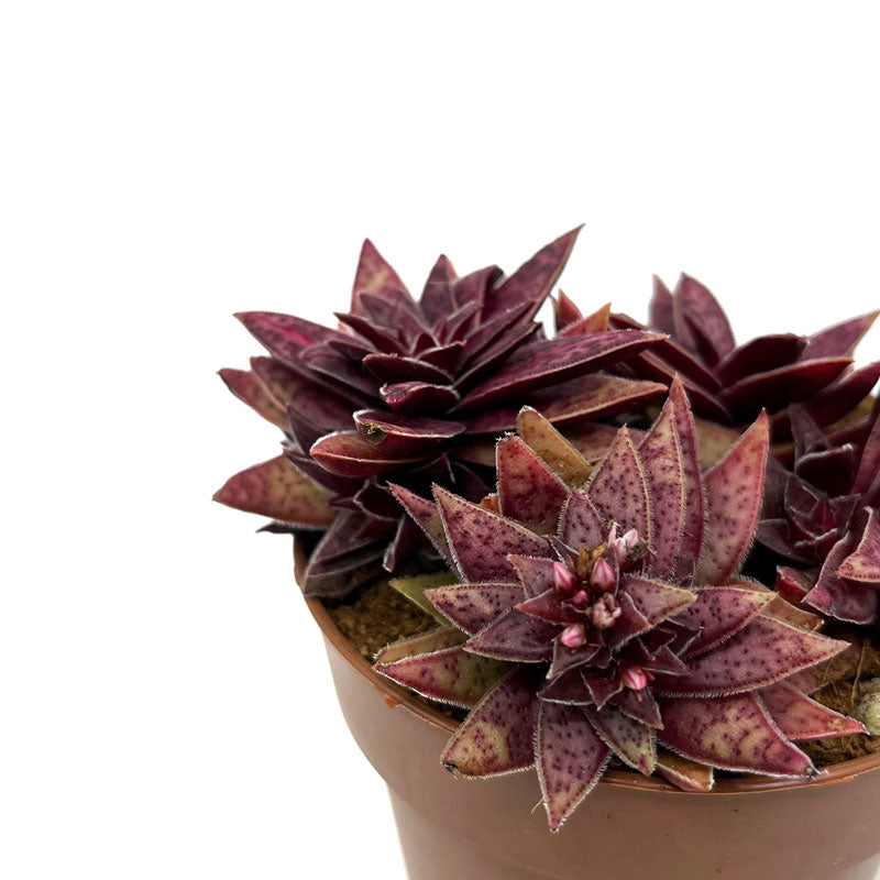 Crassula Capitella Híbrida Cactus Y Suculentas M8,5 cm Ø_2