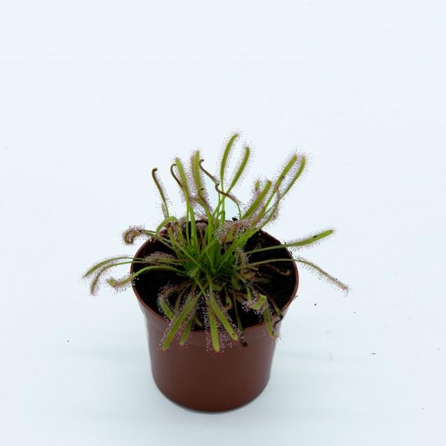 Semillas plantas carnívoras Drosera capensis
