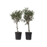 Olivo - 2 Pzs - Olea Europaea - Altura 50-60cm - ⌀14cm