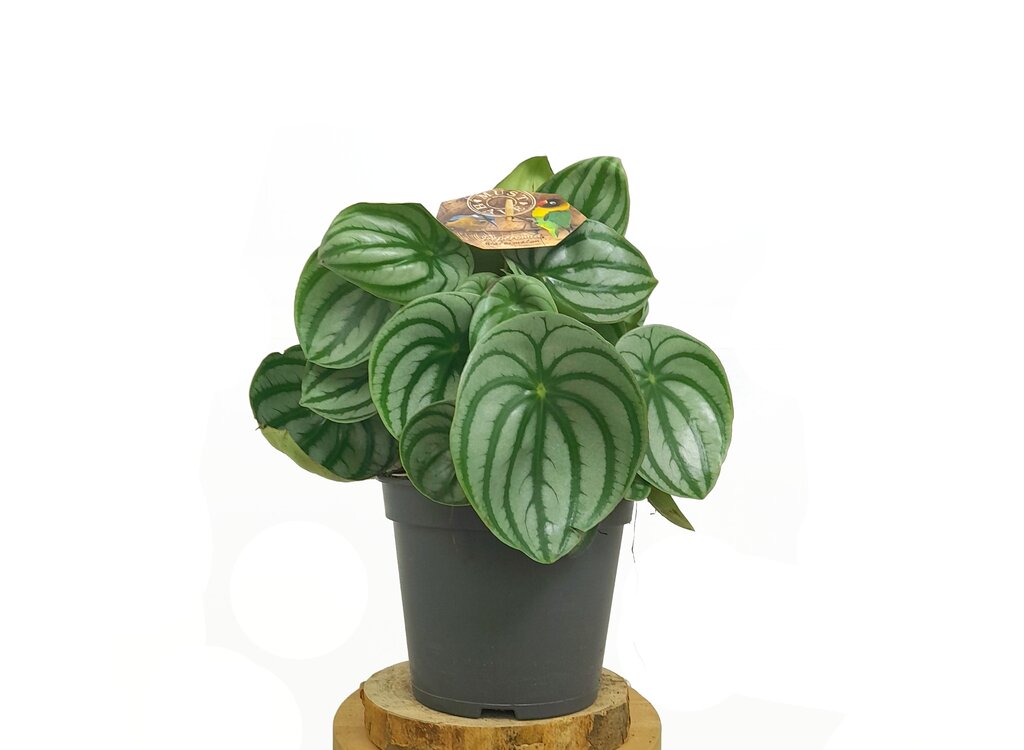 Peperomia Argyreia Watherlemon M17 35cm_0