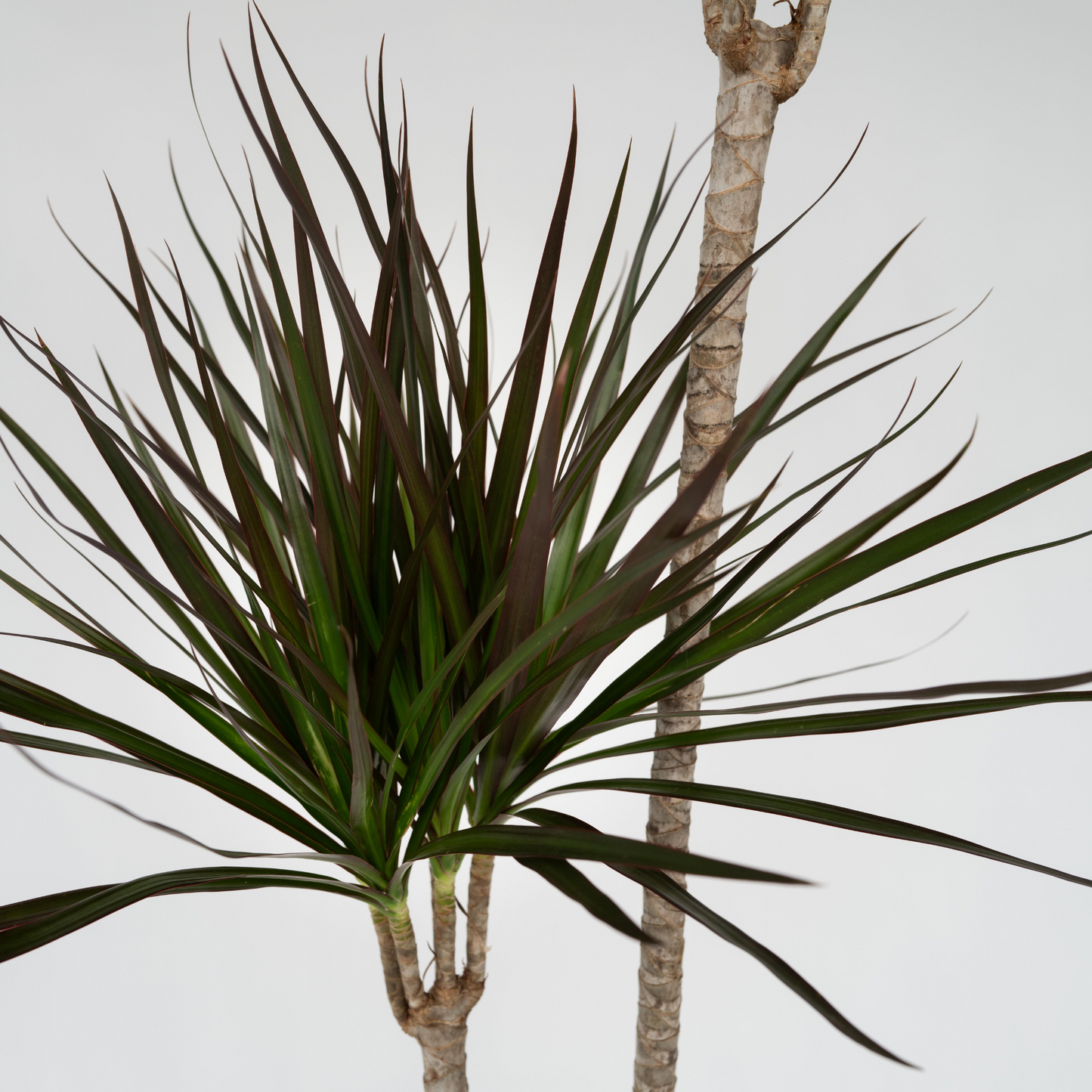 Drácena - Dracaena Marginata - Altura 110-130cm - ⌀24cm