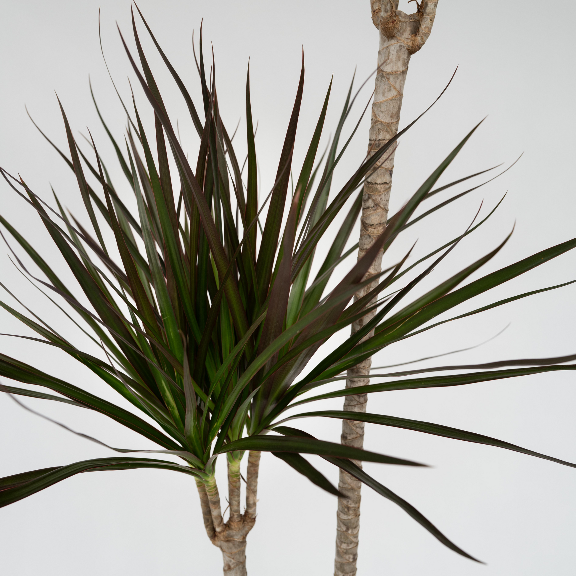 Drácena - Dracaena Marginata - Altura 110-130cm - ⌀24cm