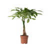 Árbol Del Dinero - Pachira Aquatica - Altura 60-70cm - ⌀17cm