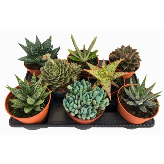 Bandeja De 8 Unidades De Suculentas Variadas De 9cm