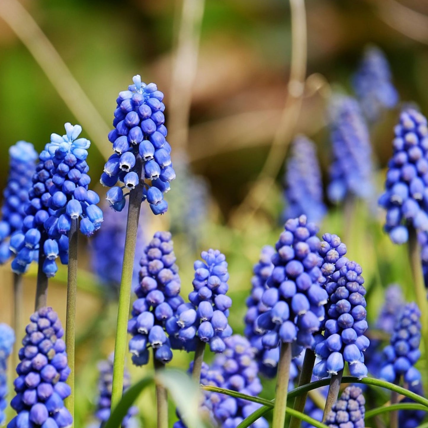 Bulbos De Allium - 120 Pzs - Bulbos De Flores
